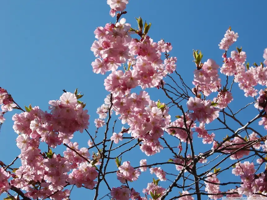 114.webp