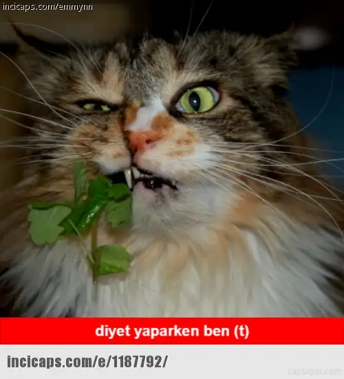 1187792.webp