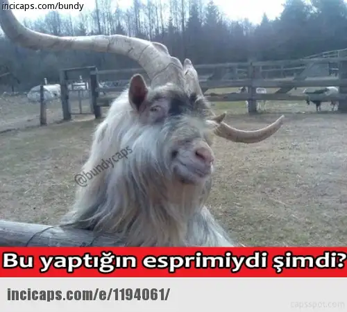 1194061.webp