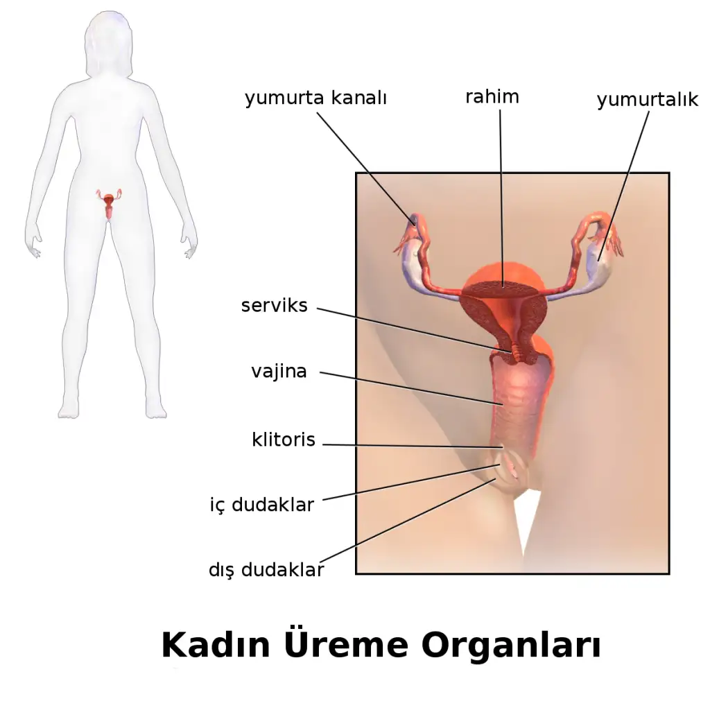 1200px-Blausen_0399_FemaleReproSystem_tr.svg.webp