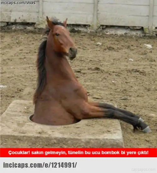 1214991.webp