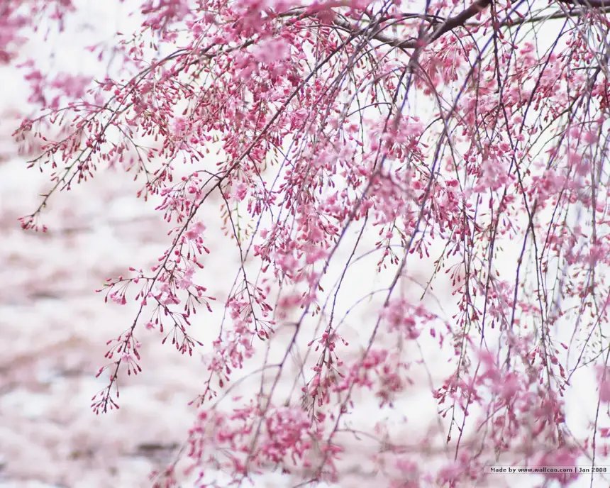 122.webp