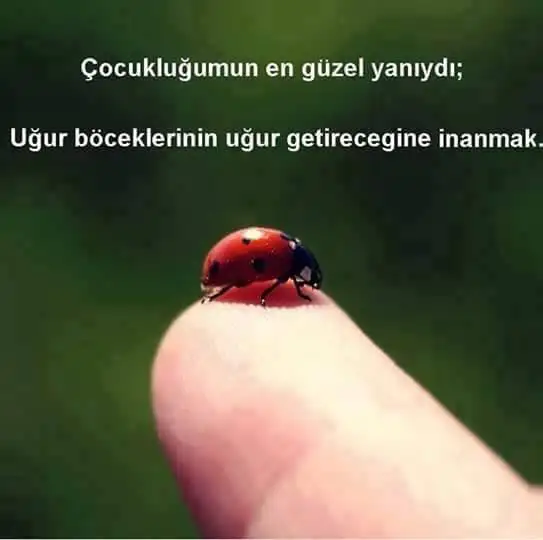 12342655_777714822333416_6447134794181532350_n.webp