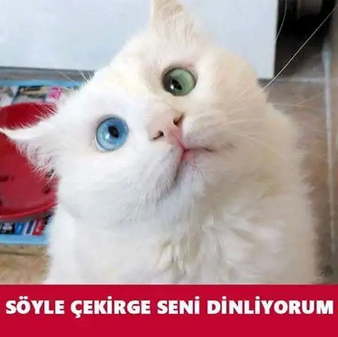 13087768_1025106497574129_8505051249002782026_n.webp