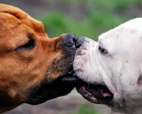 13_funny_animal_hd_wallpaper.webp