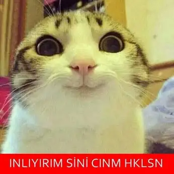14.webp