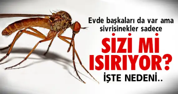 14256.webp
