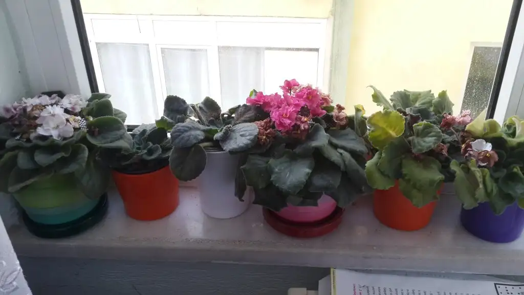 1425997245603.webp