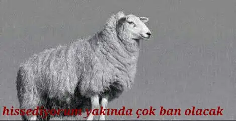 1485229719322.webp