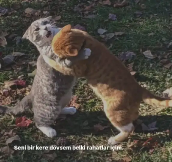 14şş (3).webp