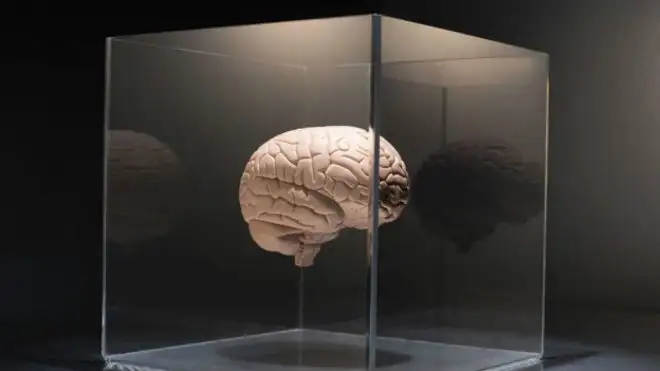 150917105741_brain_624x351_thinkstock_nocredit.webp