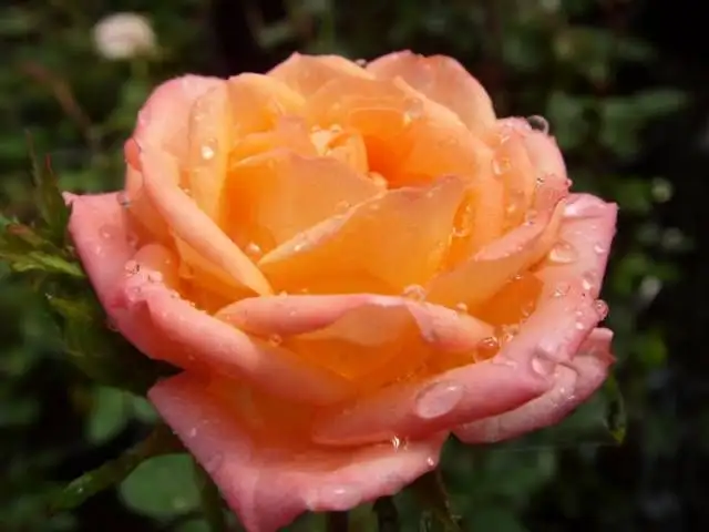 1576994991938.webp
