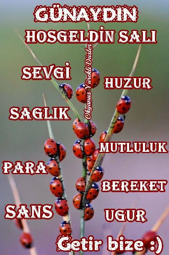 1583222624074.webp