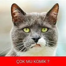 1640888050047.webp