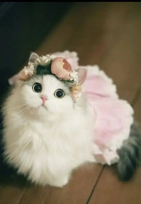 1679124671811.webp