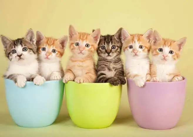 1685778831142.webp