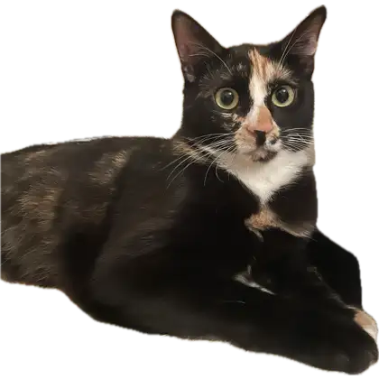 1723248635214.webp