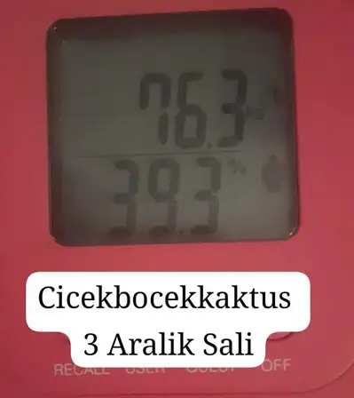 1733225539375.webp