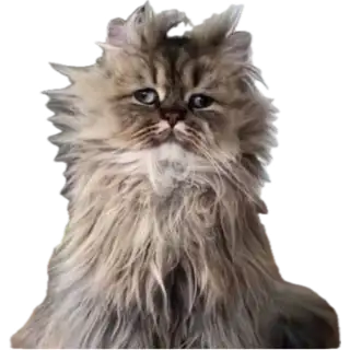 1759980901782.webp