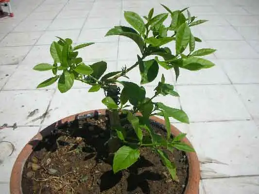 1761d1149776135-dscn0019.webp