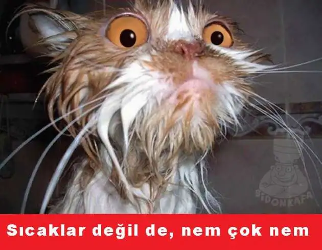 18.webp