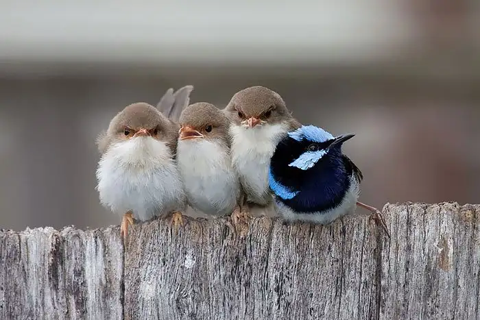 1f638de247fe425e9f027870951258fe.jpg.700x0_q85_autocrop_crop-smart_upscale.webp