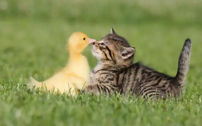 1ok_cute-funny-wallpaper-animal.webp