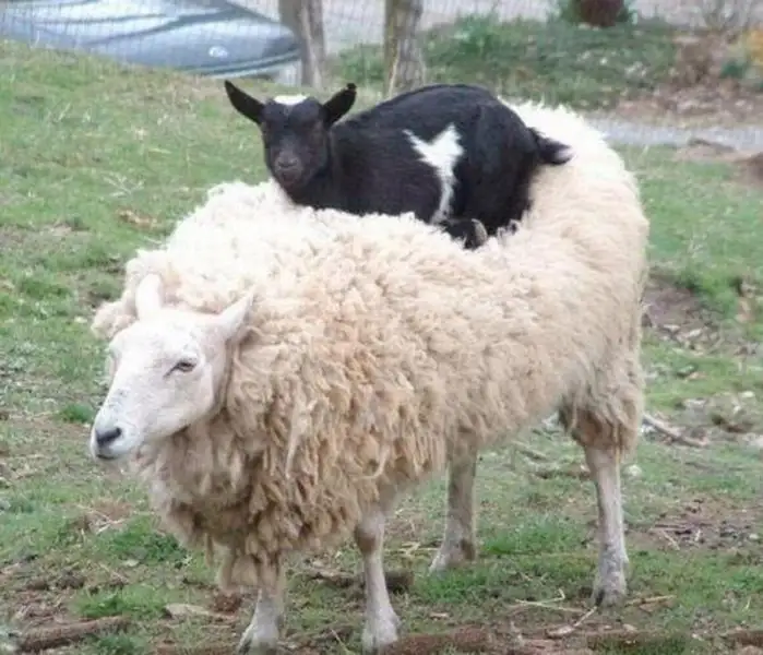 1ok_Cute-Goat.webp