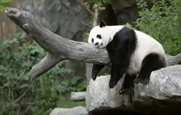 2012-09-17t130533z01tor901rtridsp3usa-panda-washington-218jpg-728x728.webp