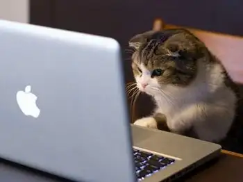 20130118_isbasinda-kedi-videolari-izleyerek-zengin-oldu.webp