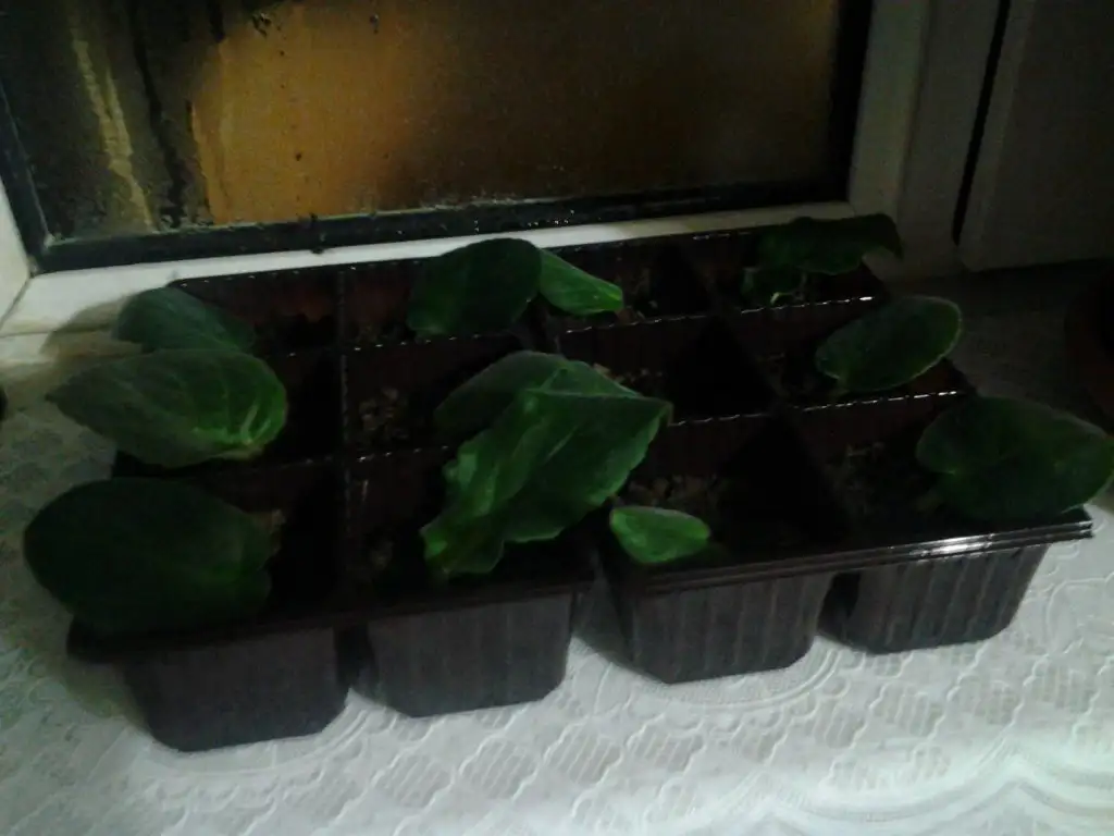 2015-02-13 00.02.31.webp