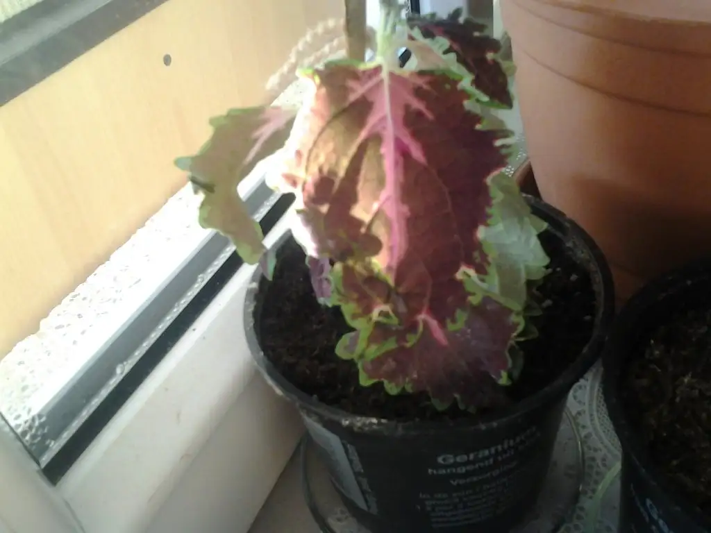 2015-03-04 17.07.17.webp
