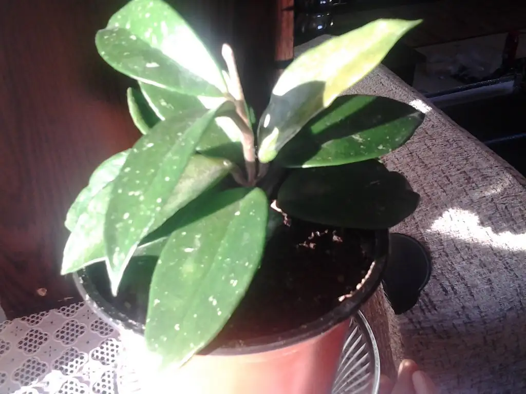 2015-03-04 17.07.34.webp