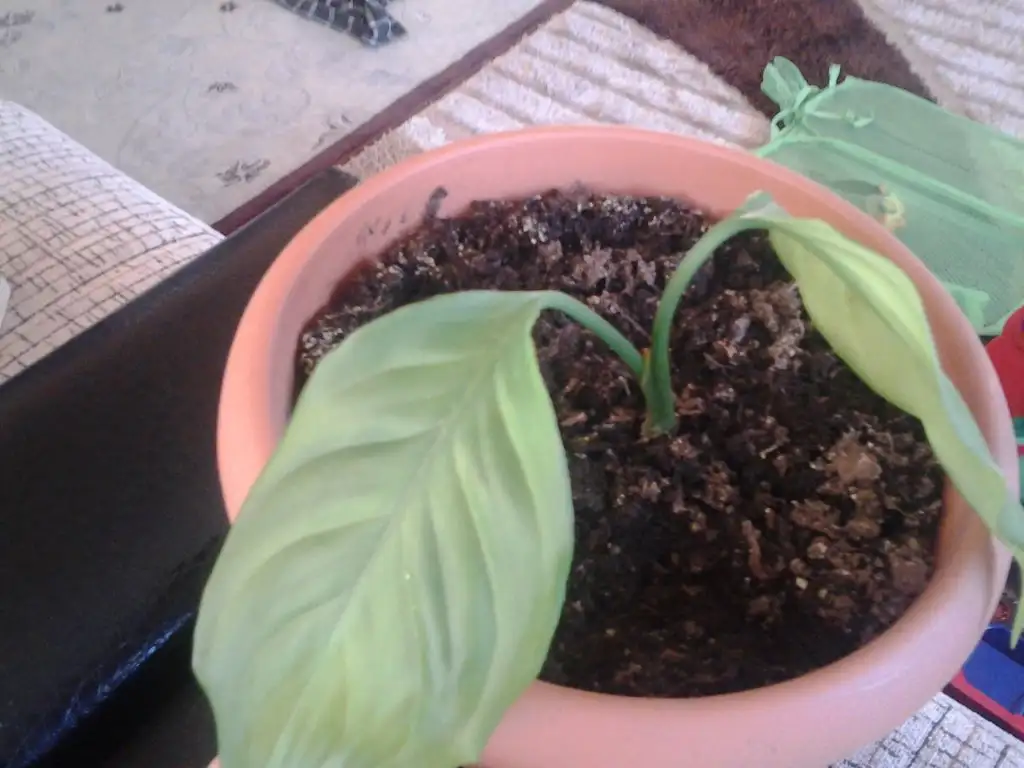 2015-03-04 17.08.07.webp