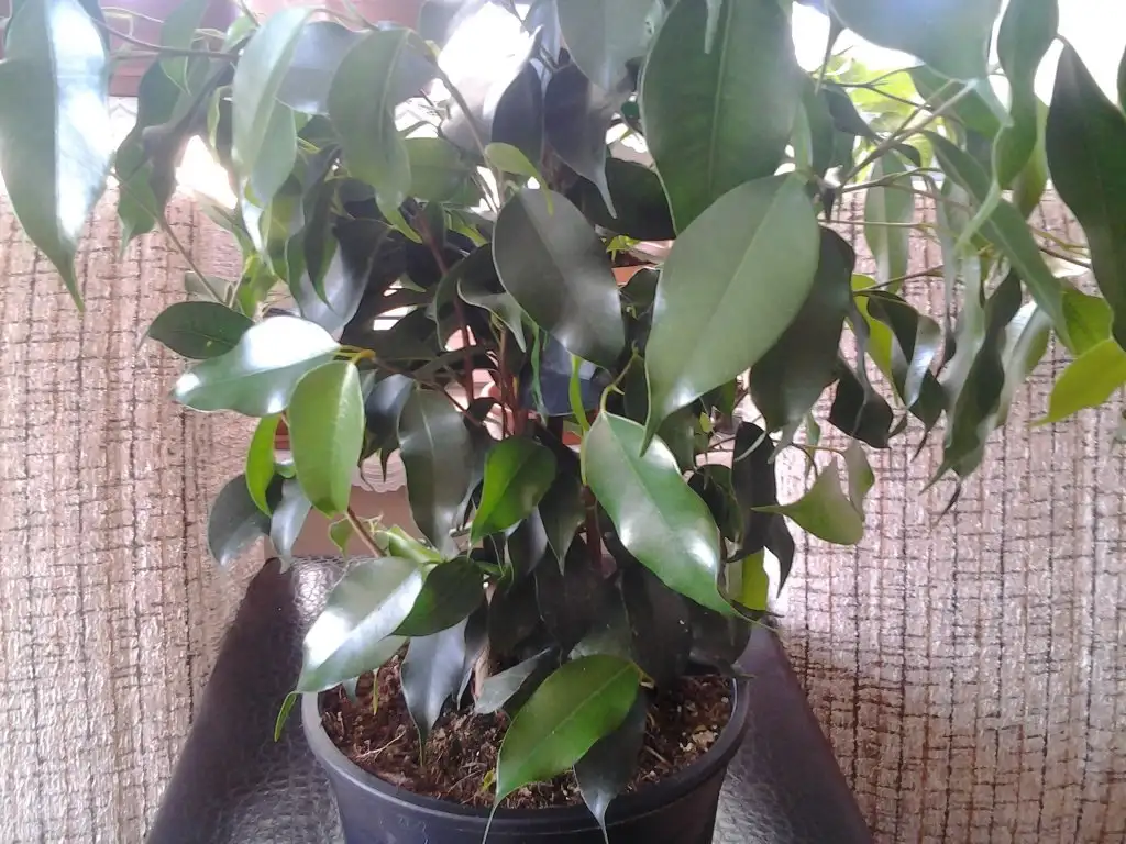 2015-03-05 14.09.12.webp
