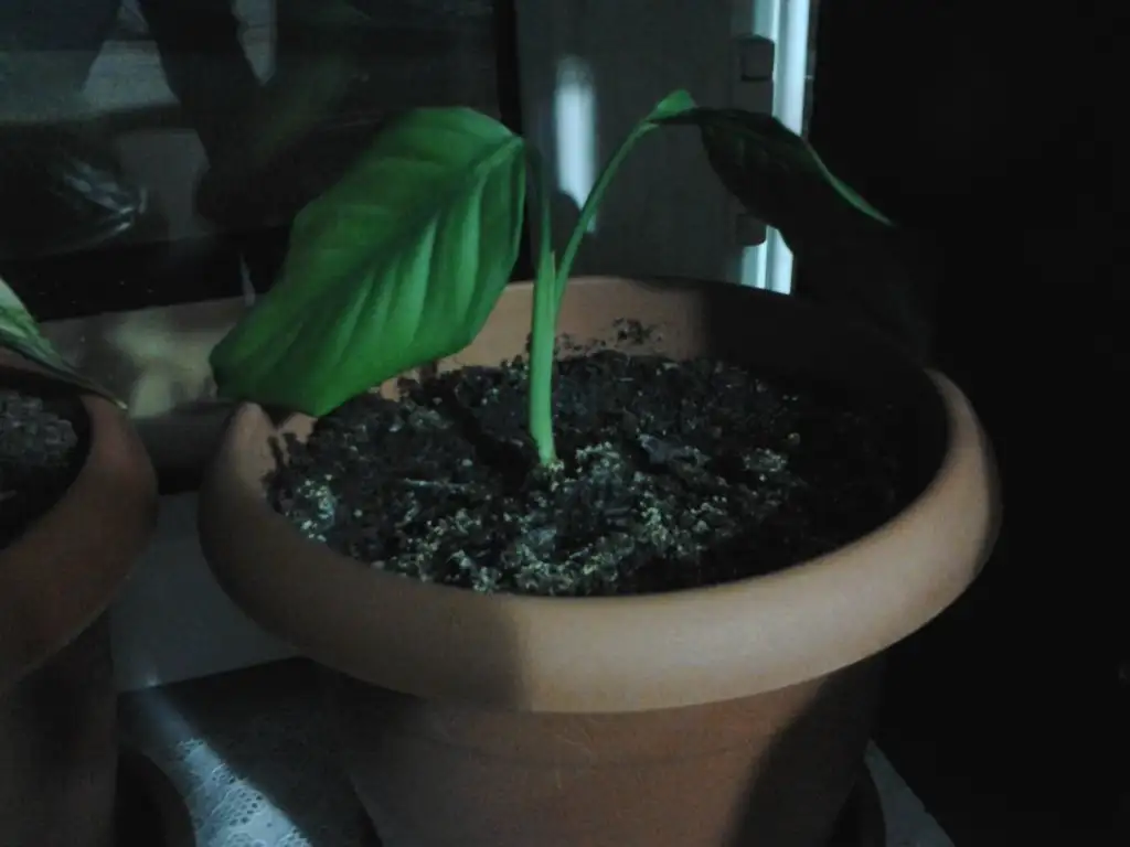 2015-03-18 20.50.04.webp
