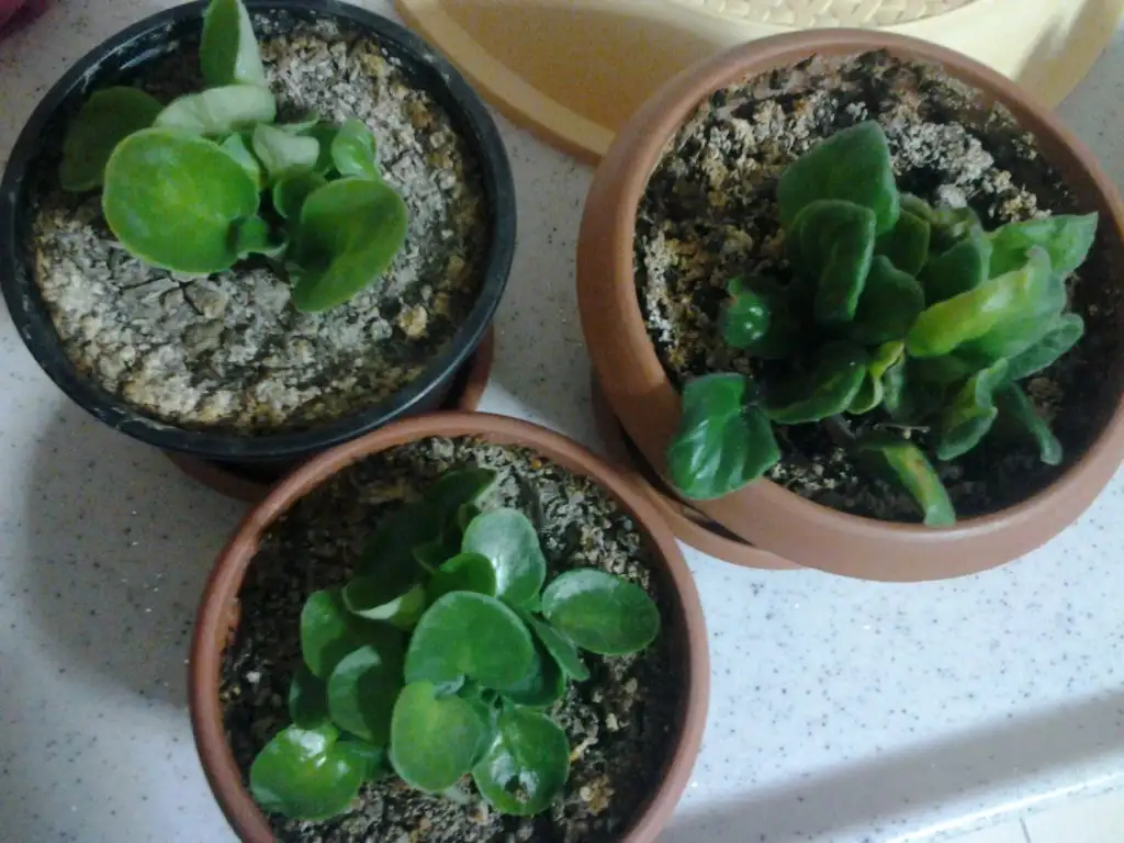 2015-10-15 21.26.16.webp