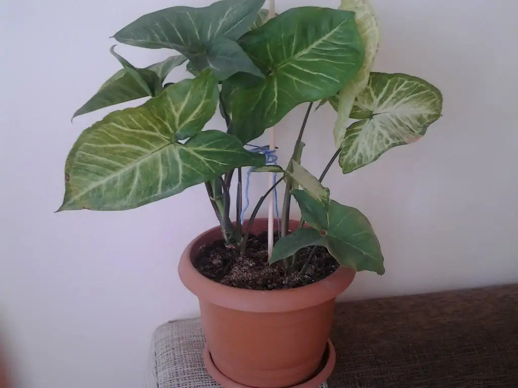 2015-10-17 10.30.11.webp