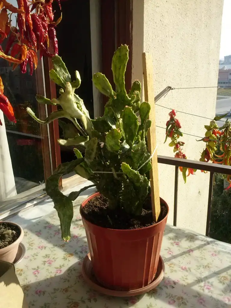 2015-10-20 09.35.45.webp