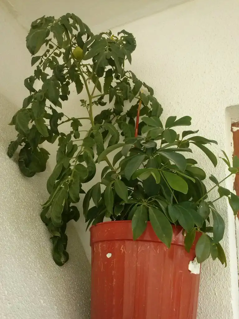 2015-10-20 09.36.15.webp