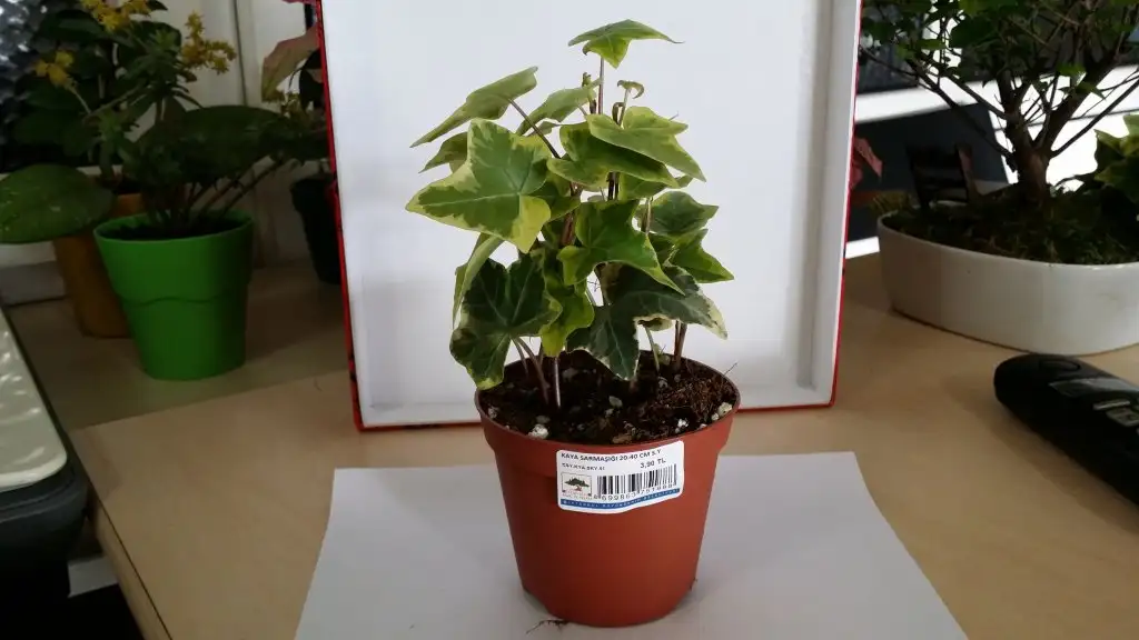 20150302_114718.webp