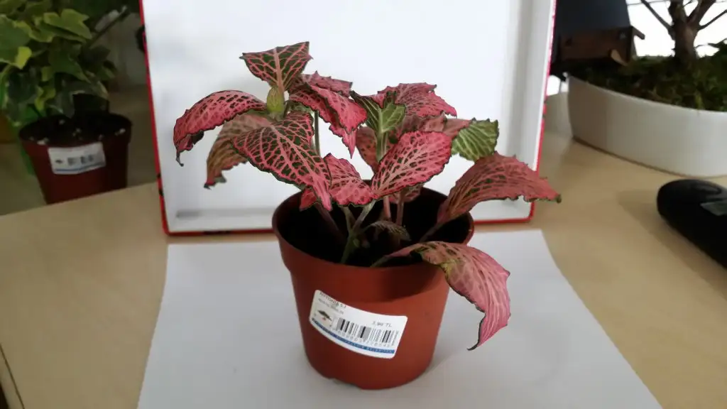 20150302_114752.webp