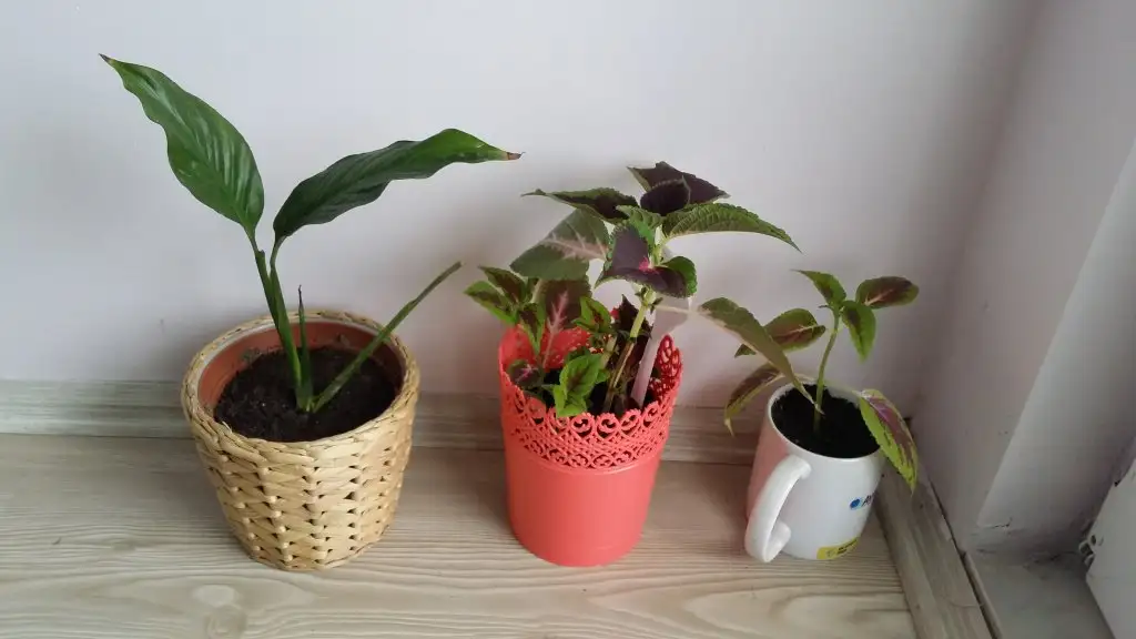 20150315_155551.webp