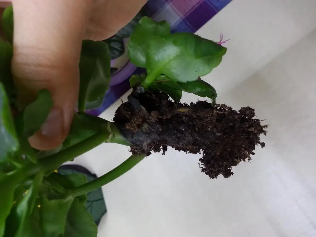 20150317_175338.webp