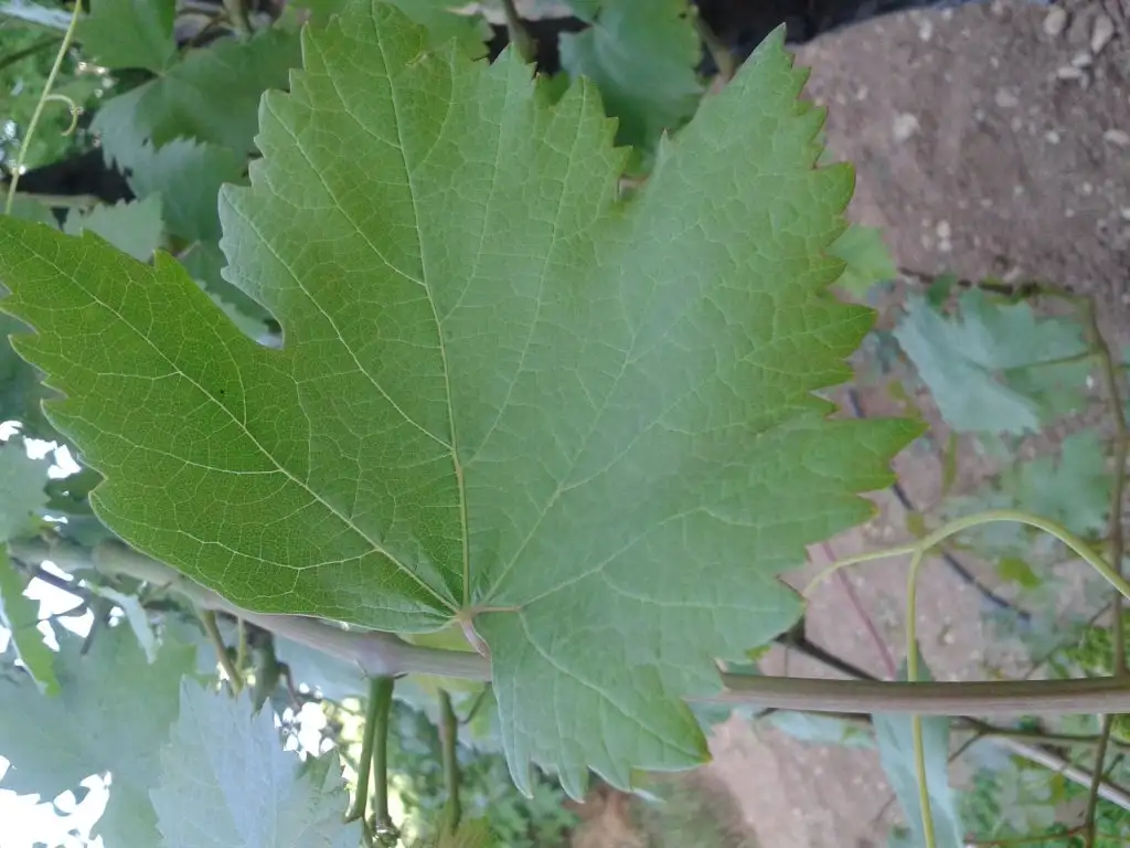 20150520_172432.webp