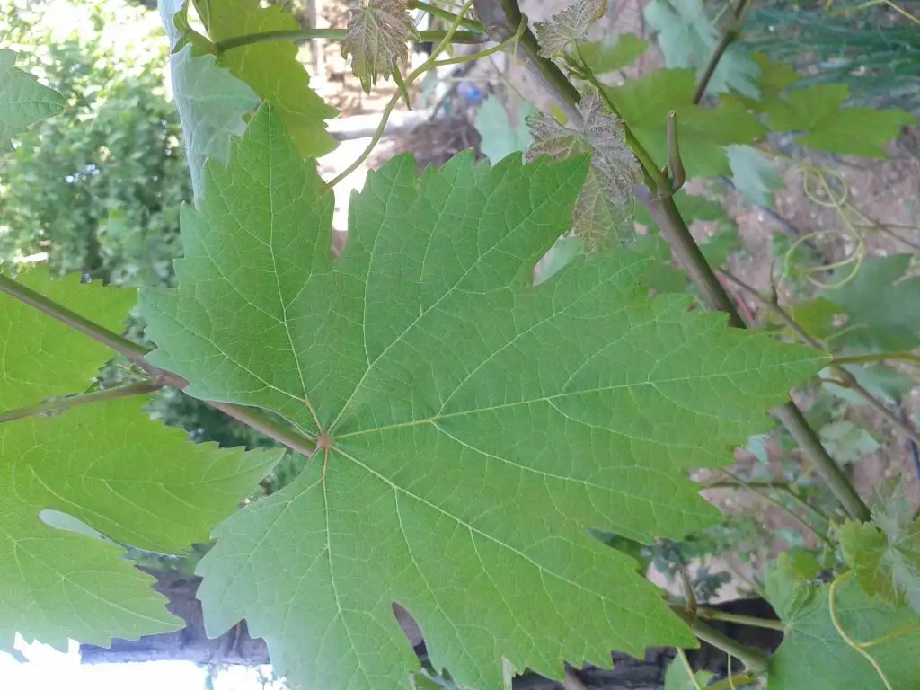 20150520_172449.webp