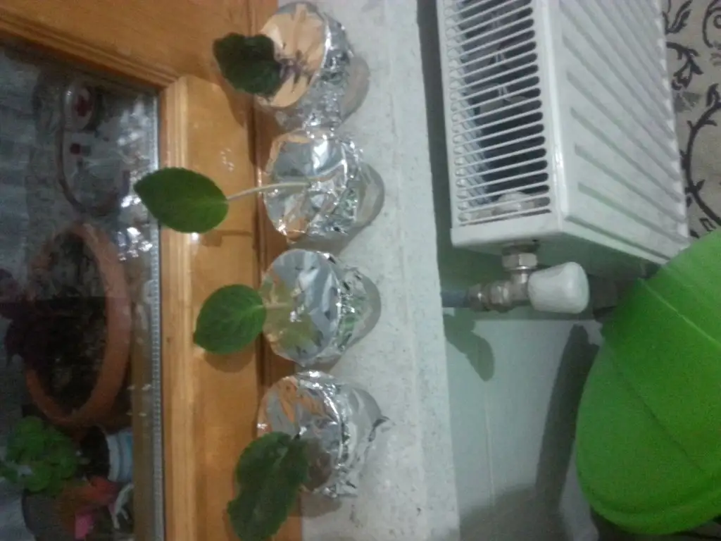 20150528_205051.webp