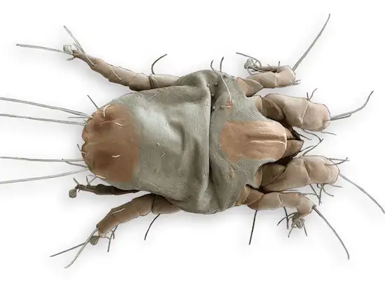 201509101059_Dust-Mite.webp