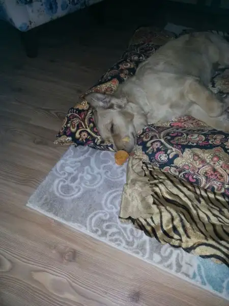 2016-11-18 23.02.45.webp