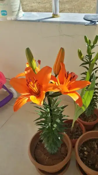 20170602_083017_Richtone(HDR).webp